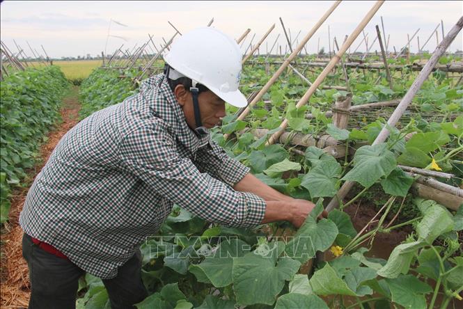Người dân thị trấn Quỹ Nhất (Nghĩa Hưng, Nam Định) chăm sóc cây dưa chuột. Ảnh: Công Luật - TTXVN