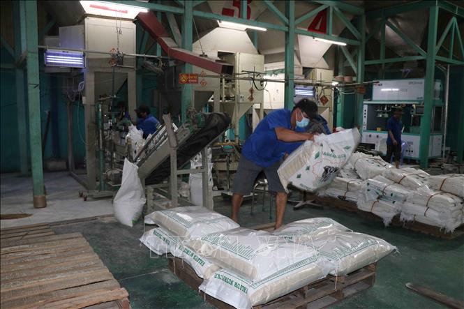 Rice is Vietnam's main export item to the Philippine market. VNA Photo: Minh Hưng
