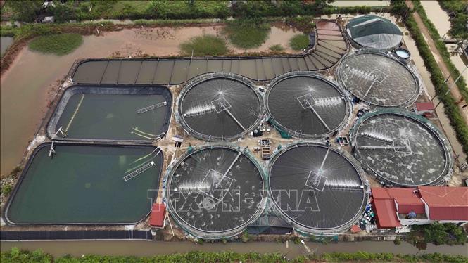 Hộ nông dân Phạm Văn Học ở xã Kim Hải, huyện Kim Sơn có 2.200m2 nuôi tôm thẻ chân trắng theo hình thức nuôi quảng canh cải tiến, mỗi năm cho thu hoạch hơn 20 tấn tôm thành phẩm. Ảnh: Vũ Sinh - TTXVN