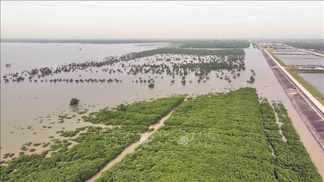 Rừng ngập mặn được bảo vệ ở khu bãi bồi, xã Kim Trung, huyện Kim Sơn. Ảnh: Vũ Sinh - TTXVN
