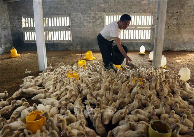 
Hộ nông dân Trần Văn Đạo ở xã Đông Sơn, huyện Kim Sơn, mỗi năm thu nhập gần 1 tỷ đồng từ chăn nuôi gà và dê thương phẩm. Ảnh: Vũ Sinh - TTXVN