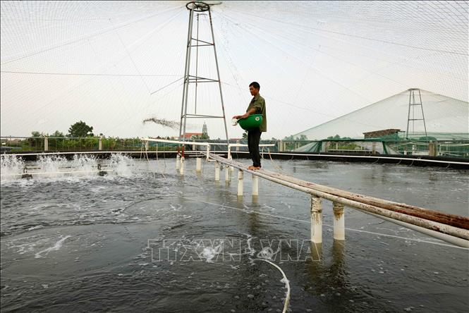 Hộ nông dân Phạm Văn Học ở xã Kim Hải, huyện Kim Sơn có 2.200m2 nuôi tôm thẻ chân trắng theo hình thức nuôi quảng canh cải tiến, mỗi năm cho thu hoạch hơn 20 tấn tôm thành phẩm. Ảnh: Vũ Sinh - TTXVN