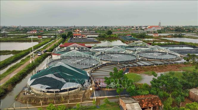 Hiện nay, Ninh Bình có hơn 10.300ha nuôi thuỷ sản, trong đó nuôi tôm quảng canh cải tiến là 1.514ha. Ảnh: Vũ Sinh - TTXVN 