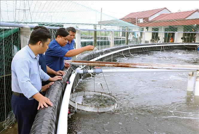 Cán bộ Chi cục thuỷ sản Ninh Bình kiểm tra sự sinh trưởng của tôm thẻ ở hộ nuôi Hộ nông dân Phạm Văn Học ở xã Kim Hải, huyện Kim Sơn. Ảnh: Vũ Sinh - TTXVN