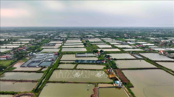 Hiện nay, Ninh Bình có hơn 10.300ha nuôi thuỷ sản (nuôi nước ngọt là 8.200ha, nước mặn là hơn 2.100ha), trong đó nuôi tôm quảng canh cải tiến là 1.514ha. Ảnh: Vũ Sinh - TTXVN