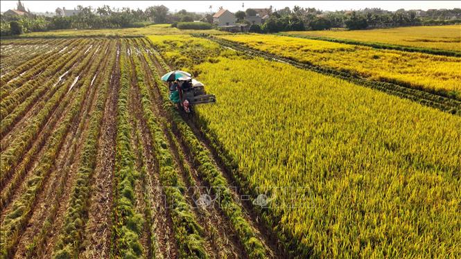 Hợp tác xã Dịch vụ nông nghiệp Xuân Thiện ở xã Xuân Chính, huyện Kim Sơn có hơn 230ha sản xuất lúa chất lượng cao, hiện nay đã được sản xuất công nghiệp hoá trong tất cả các khâu. Ảnh: Vũ Sinh - TTXVN
