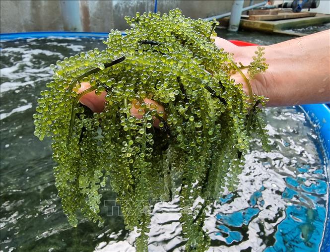 Green sea grape is a promising export staple of Ninh Thuan. VNA Photo: Nguyễn Thành 