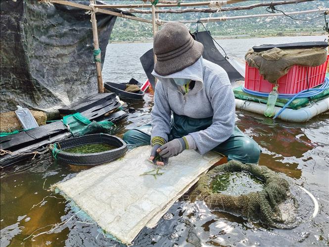 Harvesting green sea grape in Ca Na commune, Thuan Nam district. VNA Photo: Nguyễn Thành 