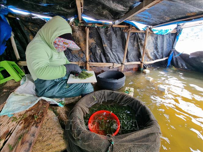 Harvesting green sea grape in Ca Na commune, Thuan Nam district. VNA Photo: Nguyễn Thành 