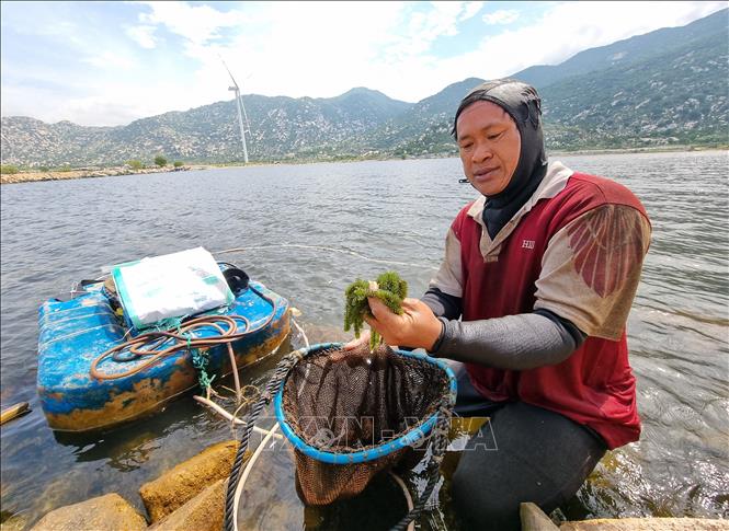 Harvesting green sea grape in Ca Na commune, Thuan Nam district. VNA Photo: Nguyễn Thành 