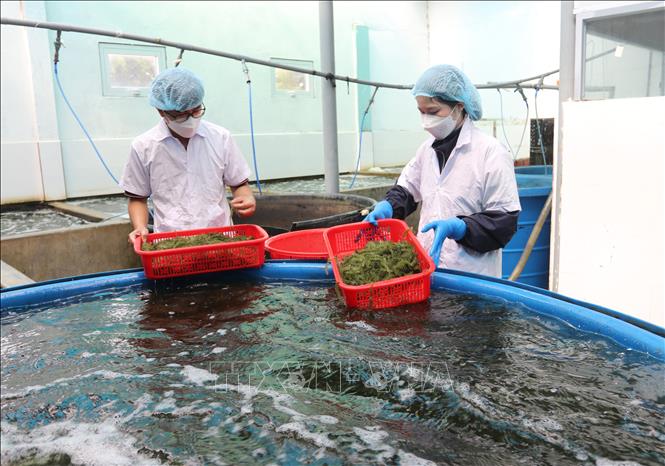 Cleaning sea grape at the Ngoc Thuong Seagrape Co. Ltd in Thuan Nam district. VNA Photo: Nguyễn Thành 