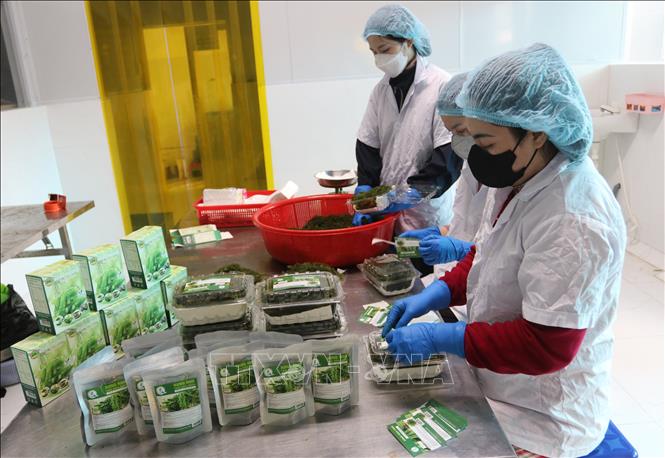 Packaging sea grape at the Ngoc Thuong Seagrape Co. Ltd in Thuan Nam district. VNA Photo: Nguyễn Thành 