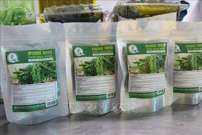 Sea grape products of the Ngoc Thuong Seagrape Co. Ltd in Thuan Nam district. VNA Photo: Nguyễn Thành 