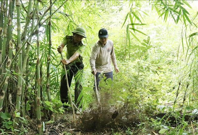 Kiểm lâm Vườn Quốc gia Yok Đôn phát hiện và vô hiệu hoá bẫy lò xo thường được đặt để bắt các loài thú lớn. Ảnh: Tuấn Anh – TTXVN