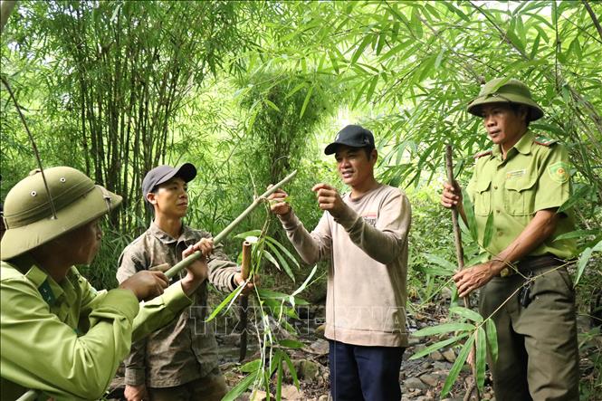 Lực lượng chức năng và nhân dân vùng đệm tháo gỡ bẫy dây đặt trong Vườn Quốc gia Yok Đôn. Ảnh: Tuấn Anh – TTXVN