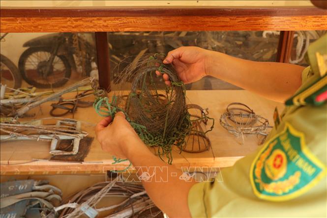 Bẫy dây là loại bẫy được các đối tượng thường xuyên sử dụng để săn bắt động vật hoang dã tại Vườn Quốc gia Yok Đôn. Ảnh: Tuấn Anh – TTXVN
