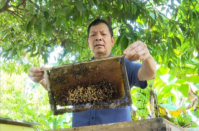 Chủ trang trại nuôi ong ở xã Kỳ Tân (huyện Tân Kỳ, Nghệ An) kiểm tra các tổ nuôi ong trong vườn. Ảnh: Xuân Tiến - TTXVN 