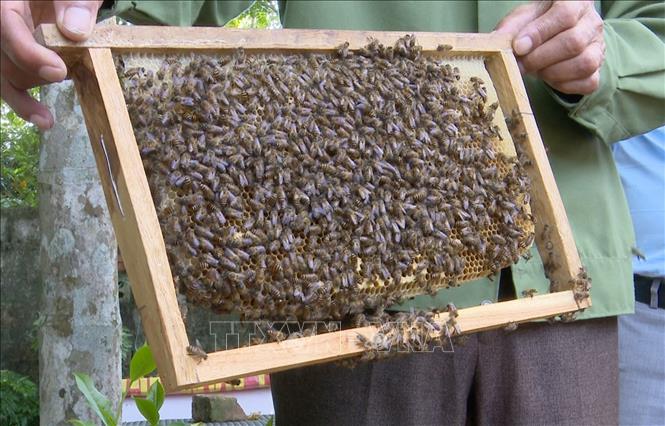 Các hộ nuôi ong trên địa bàn huyện Tân Kỳ (Nghệ An) đã làm chủ được quy trình nuôi ong nên các thùng ong đều phát triển tốt, cho lượng mật nhiều và đạt chất lượng thơm, ngon. Ảnh: Xuân Tiến - TTXVN 