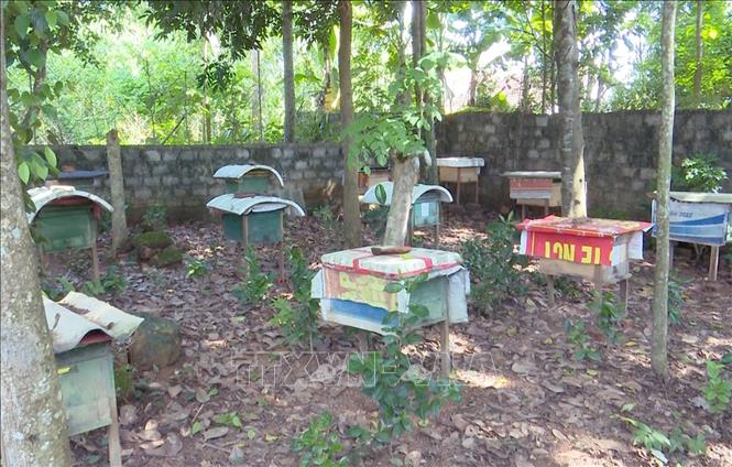 Tận dụng tiềm năng quỹ đất vườn và rừng tự nhiên lớn, xã Nghĩa Đồng (huyện Tân Kỳ, Nghệ An) đã phát triển mô hình nuôi ong với gần 30 hộ dân, hơn 500 đàn. Ảnh: Xuân Tiến - TTXVN 