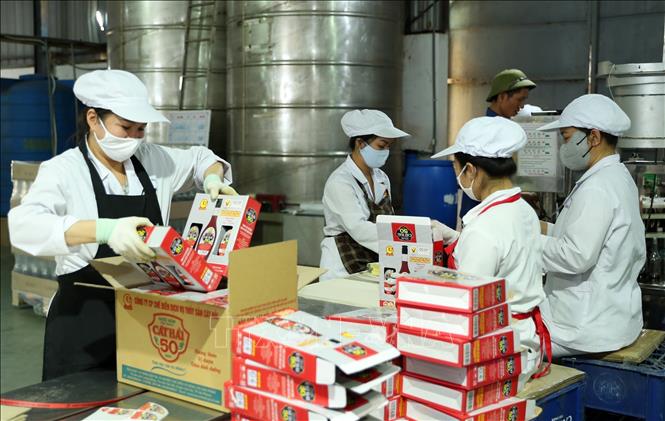 The Cat Hai fish sauce product of the Cat Hai Seafood Service And Processing JSC is exported to the Philippines and other countries. VNA Photo