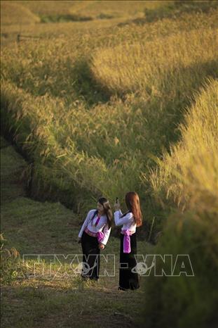 Các bạn trẻ mặc những trang phục dân tộc tạo dáng chụp ảnh bên cạnh những thửa ruộng bậc thang đang chín rộ của xã Miền Đồi, Tân Lạc. Ảnh: Trọng Đạt-TTXVN