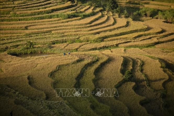 Ruộng bậc thang xã Miền Đồi (huyện Lạc Sơn, Hòa Bình) đang vào mùa thu hoạch. Ảnh: Trọng Đạt-TTXVN