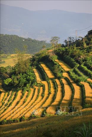Những thửa ruộng lúa đang mùa chín rộ như những bậc thang vàng ở xã Miền Đồi, Tân Lạc. Ảnh: Trọng Đạt-TTXVN