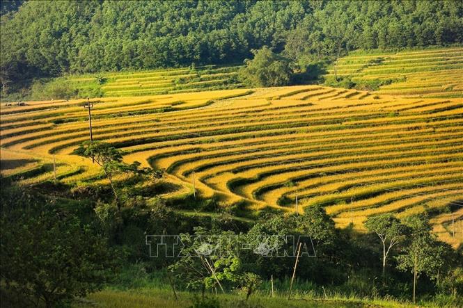 Ruộng bậc thang xã Miền Đồi (huyện Lạc Sơn, Hòa Bình) đang vào mùa thu hoạch. Ảnh: Trọng Đạt-TTXVN
