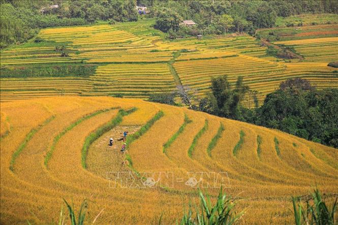 Ruộng bậc thang xã Miền Đồi (huyện Lạc Sơn, Hòa Bình) đang vào mùa thu hoạch. Ảnh: Trọng Đạt-TTXVN