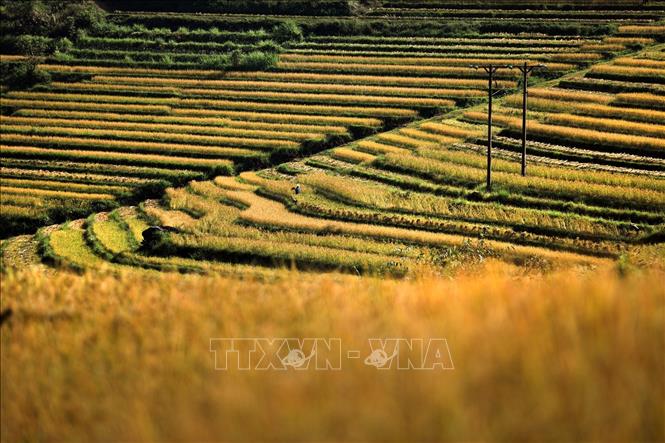 Những thửa ruộng tạo thành bậc thang trên khắp các triền đồi ở xã Miền Đồi, huyện Tân Lạc. Ảnh: Trọng Đạt-TTXVN