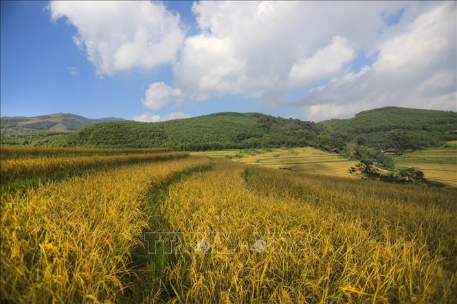 Những ruộng lúa chín vàng uốn lượn nối tiếp nhau trên những sườn đồi tạo nên bức tranh màu vàng ấm no ở xa Miền Đồi, Tân Lạc