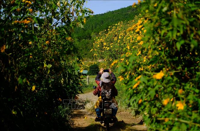 brilliant-wild-sunflowers-in-full-bloom-in-da-lat-vna-photos