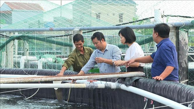 Mô hình nuôi tôm ứng dụng công nghệ cho năng suất, chất lượng cao tại xã Kim Hải, huyện Kim Sơn, tỉnh Ninh Bình. Ảnh: Thùy Dung - TTXVN