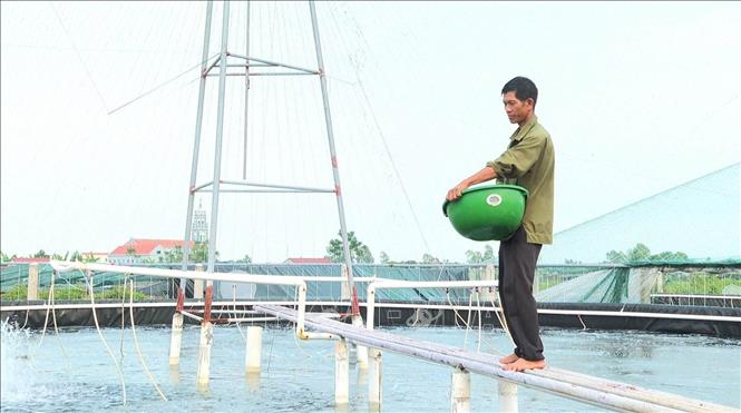 Mô hình nuôi tôm ứng dụng công nghệ cho năng suất, chất lượng cao tại thị trấn Bình Minh, huyện Kim Sơn, tỉnh Ninh Bình. Ảnh: Thùy Dung - TTXVN