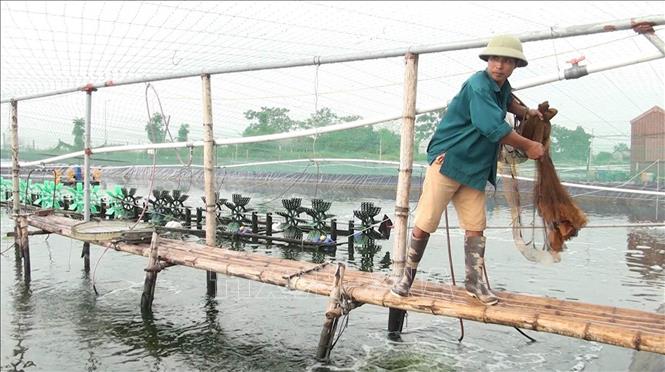 Mô hình nuôi tôm ứng dụng công nghệ cho năng suất, chất lượng cao tại thị trấn Bình Minh, huyện Kim Sơn, tỉnh Ninh Bình. Ảnh: Thùy Dung - TTXVN