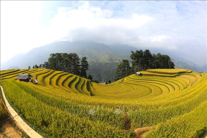 Những thửa ruộng uốn lượn mềm mại và tinh tế thành hình bán nguyệt như những cô nàng xinh đẹp đang vào mùa chín. Ảnh: Tuấn Anh - TTXVN 