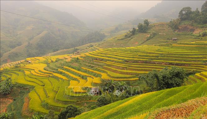 Mù Cang Chải vào thời điểm đẹp nhất năm khi lúa chín vàng trên khắp các thửa ruộng bậc thang. Ảnh: Tuấn Anh - TTXVN 