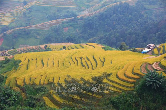 Những thửa ruộng lúa chín vàng, tạo nên một bức tranh  ấn tượng, đẹp mắt. Ảnh: Tuấn Anh - TTXVN 