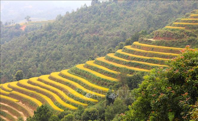 Vào mùa lúa chín, các thửa ruộng bậc thang thi nhau đổ vàng tạo nên vẻ đẹp vô cùng lộng lẫy. Ảnh: Tuấn Anh - TTXVN 
