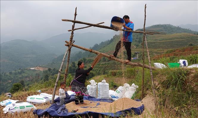 Trên những thửa ruộng bậc thang Mù Cang Chải, lúa chín vàng rộ khắp các cánh đồng, người nông dân đã tiến hành thu hoạch. Ảnh: Tuấn Anh - TTXVN 