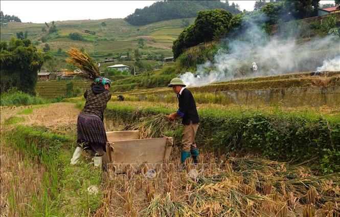 Mù Cang Chải có 2 mùa lúa chín, vụ xuân tháng 4-5 và vụ chính tháng 9-10 hàng năm. Ảnh: Tuấn Anh - TTXVN 