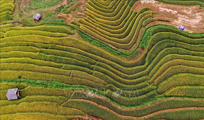 Những thửa ruộng với hình dáng muôn hình muôn vẻ. Ảnh: Tuấn Anh - TTXVN 