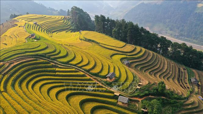 Vẻ đẹp rực rỡ của những đồng lúa chín nơi đây đã lọt vào bình chọn top 10 ruộng bậc thang đẹp nhất thế giới. Ảnh: Tuấn Anh - TTXVN 