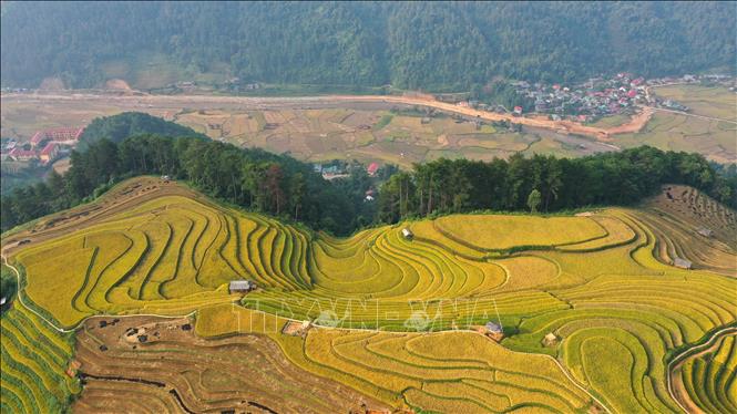 Những ngày giữa tháng 10, các thửa ruộng bậc thang ở huyện Mù Cang Chải vào mùa lúa chín. Đây là điểm đến hấp dẫn của du khách khi tới Yên Bái dịp này. Ảnh: Tuấn Anh - TTXVN 