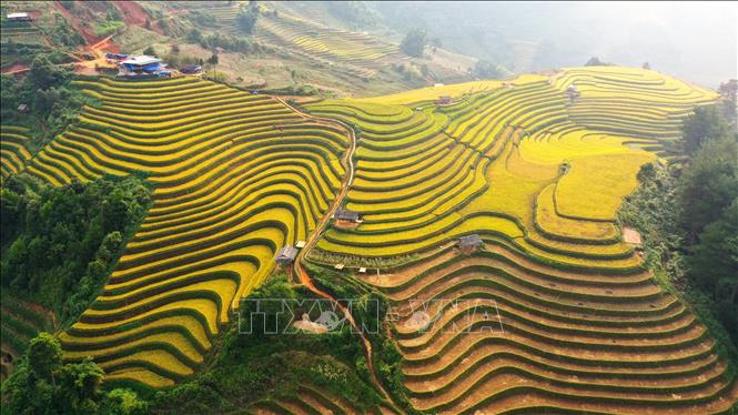 Đồi Móng Ngựa, võng lúa là những điểm du khách có thể đến và chiêm ngưỡng trọn vẹn sắc vàng của những thửa ruộng bậc thang Mù Cang Chải. Ảnh: Tuấn Anh - TTXVN 