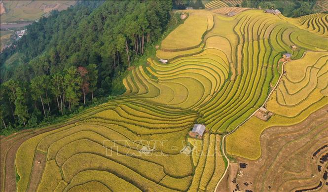 Năm 2019, danh thắng ruộng bậc thang Mù Cang Chải được xếp hạng là Di tích quốc gia đặc biệt. Vùng danh thắng có diện tích hơn 800ha ruộng bậc thang, tập trung ở các xã La Pán Tẩn, Chế Chu Nha, Dế Xu Phình, Kim Nọi, Mồ Dề và Lao Chải. Ảnh: Tuấn Anh - TTXVN 