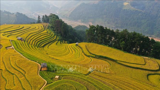 Đồi Móng Ngựa, võng lúa là những điểm du khách có thể đến và chiêm ngưỡng trọn vẹn sắc vàng của những thửa ruộng bậc thang Mù Cang Chải. Ảnh: Tuấn Anh - TTXVN 