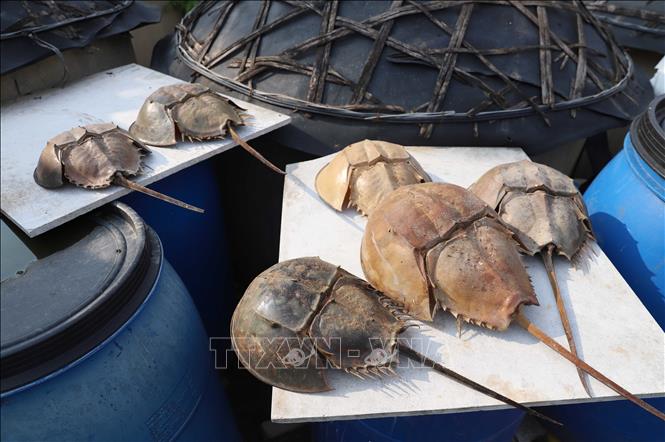 Nhiều vỏ (bộ phận mai và đuôi) của sam biển được ngư dân phơi khô sau khi đã mổ, lấy hết nội tạng ra. Ảnh: Xuân Tiến - TTXVN 
