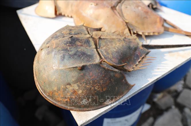 Bộ phận mai của con sam (trong ảnh) hình tròn, có màu nâu đồng, khác với con so, mai có màu nâu pha chút xanh lơ. Ảnh: Xuân Tiến - TTXVN 