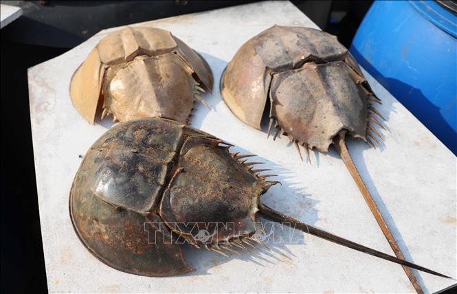 Sam biển là động vật giáp xác, sống ở biển. Trên thế giới họ sam (Xiphosuridae) có 4 loài, riêng ở Việt Nam chỉ có 2 loài là sam biển (Tachypleus tridentatus) và so biển (Carcinoscorpius rotundicauda). Ảnh: Xuân Tiến - TTXVN 
